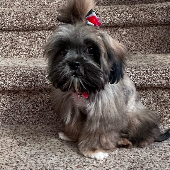 Meet your Posher, Mrs. ND Gunner - Picture 14 of 14